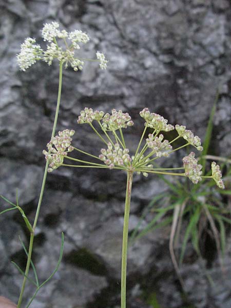 Seseli austriacum \ &Ouml;sterreicher Bergfenchel, &Ouml;sterreicher Sesel / Austrian Seseli, A Klaus 14.7.2007