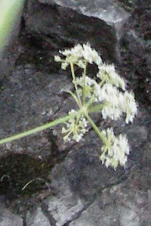 Seseli austriacum \ &Ouml;sterreicher Bergfenchel, &Ouml;sterreicher Sesel / Austrian Seseli, A Klaus 14.7.2007