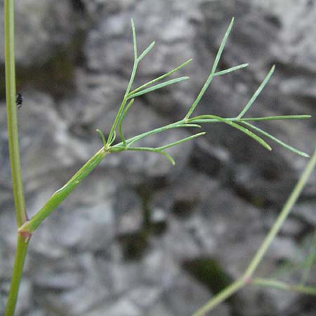 Seseli austriacum \ &Ouml;sterreicher Bergfenchel, &Ouml;sterreicher Sesel / Austrian Seseli, A Klaus 14.7.2007