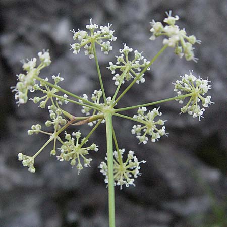 Seseli austriacum \ &Ouml;sterreicher Bergfenchel, &Ouml;sterreicher Sesel / Austrian Seseli, A Klaus 14.7.2007