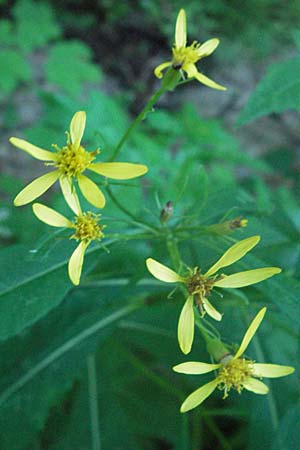 Senecio ovatus \ Fuchssches Greiskraut, Fuchs-Kreuzkraut / Woundwort, Wood Ragwort, A Hengstpass 13.7.2007