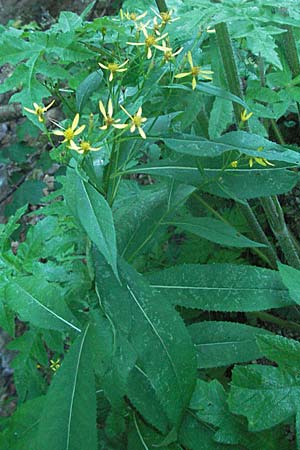 Senecio ovatus \ Fuchssches Greiskraut, Fuchs-Kreuzkraut / Woundwort, Wood Ragwort, A Hengstpass 13.7.2007
