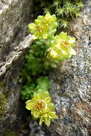 Sedum alpestre \ Alpen-Mauerpfeffer / Alpine Stonecrop, A Malta - Tal / Valley 7.6.2008