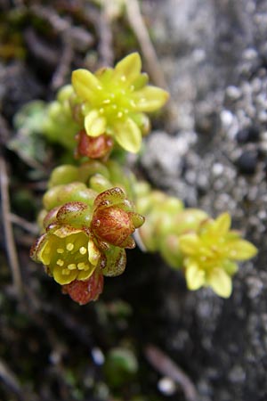 Sedum alpestre \ Alpen-Mauerpfeffer / Alpine Stonecrop, A Malta - Tal / Valley 7.6.2008