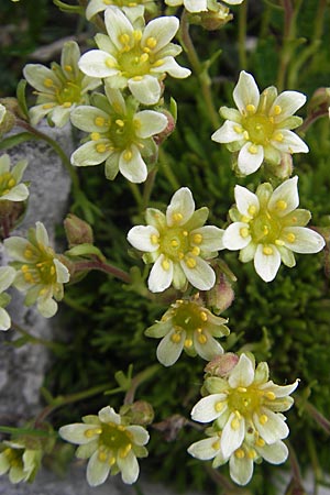 Saxifraga moschata \ Moschus-Steinbrech / Musky Saxifrage, A Kärnten/Carinthia, Petzen 2.7.2010