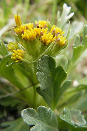 Senecio incanus subsp. carniolicus \ Krainer Greiskraut / Carniolan Ragwort, A Malta - Tal / Valley 19.7.2010