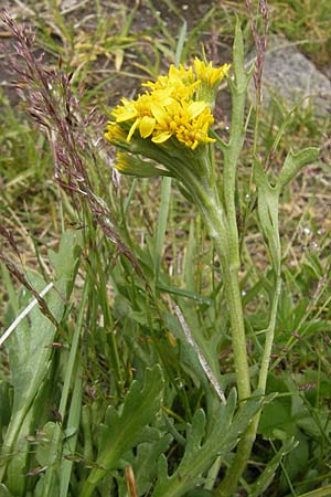 Senecio incanus subsp. carniolicus \ Krainer Greiskraut / Carniolan Ragwort, A Malta - Tal / Valley 19.7.2010