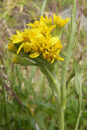 Senecio incanus subsp. carniolicus \ Krainer Greiskraut / Carniolan Ragwort, A Malta - Tal / Valley 19.7.2010