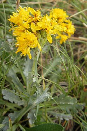 Senecio incanus subsp. carniolicus \ Krainer Greiskraut / Carniolan Ragwort, A Malta - Tal / Valley 19.7.2010