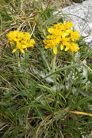 Senecio incanus subsp. carniolicus \ Krainer Greiskraut / Carniolan Ragwort, A Malta - Tal / Valley 19.7.2010