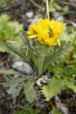 Senecio incanus subsp. carniolicus \ Krainer Greiskraut / Carniolan Ragwort, A Malta - Tal / Valley 19.7.2010