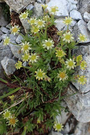 Saxifraga sedoides \ Mauerpfeffer-Steinbrech / Eastern Saxifrage, A Osttirol, Porze 13.7.2019