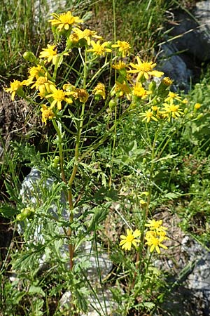 Senecio rupestris \ Felsen-Greiskraut / Rock Ragwort, A Lawinenstein 5.7.2020