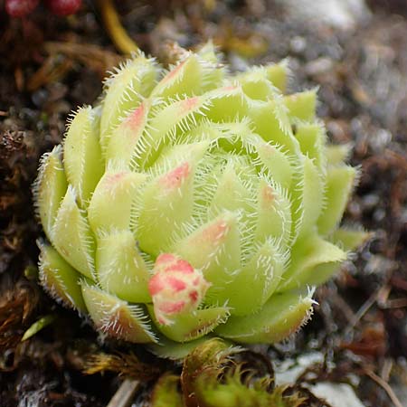 Sempervivum globiferum subsp. hirtum \ Behaarte Fransenhauswurz / Hairy Hen-and-Chicks, A Altaussee 9.7.2020