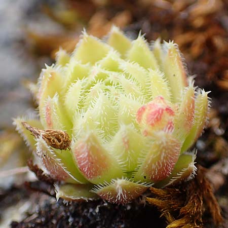Sempervivum globiferum subsp. hirtum \ Behaarte Fransenhauswurz / Hairy Hen-and-Chicks, A Altaussee 9.7.2020