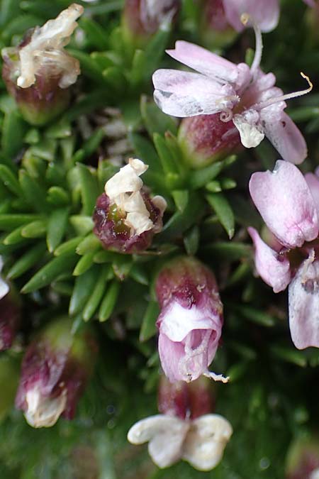 Silene exscapa \ Kiesel-Polsternelke, Silikat-Polsternelke / Moss Campion, A Wölzer Tauern, Hoher Zinken 26.6.2021
