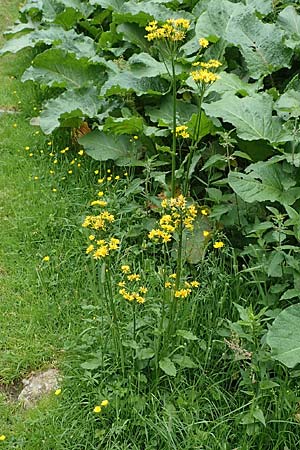Tephroseris crispa \ Krauses Aschenkraut, Bach-Greiskraut, A Seckauer Tauern, Brandstätter Törl 1.7.2021