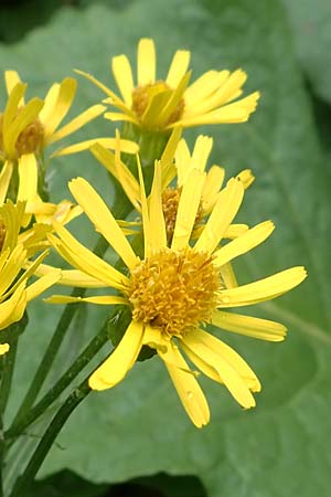 Tephroseris crispa \ Krauses Aschenkraut, Bach-Greiskraut, A Seckauer Tauern, Brandstätter Törl 1.7.2021