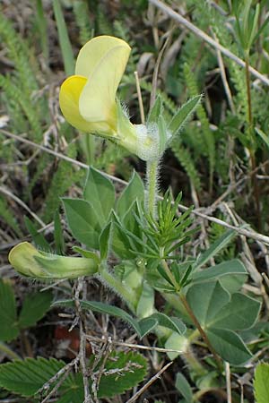 Lotus maritimus \ Gelbe Spargelerbse / Dragon's-Teeth, A Seewinkel, Apetlon 8.5.2022