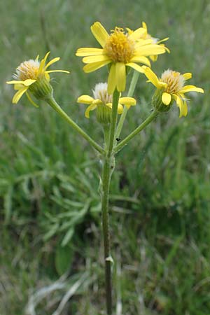 Senecio doronicum subsp. doronicum \ Gmswurz-Greiskraut / Chamois Ragwort, A Seewinkel, Podersdorf 10.5.2022