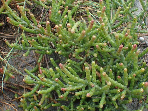 Salicornia perennans \ Queller / Glasswort, A Seewinkel, Podersdorf 25.9.2022