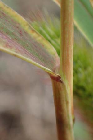 Setaria viridis subsp. pycnocoma \ Unkraut-Borstenhirse / Weed Bristle Grass, A Seewinkel, Wallern 27.9.2022
