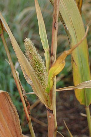 Setaria viridis subsp. pycnocoma \ Unkraut-Borstenhirse / Weed Bristle Grass, A Seewinkel, Wallern 27.9.2022