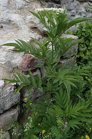Sambucus ebulus \ Zwerg-Holunder, Attich / Dwarf Elder, A Kärnten/Carinthia, St. Paul im Lavanttal 6.7.2023