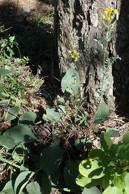 Senecio jacobaea \ Jakobs-Greiskraut, Jakobs-Kreuzkraut / Common Ragwort, A Bad Vöslau 7.7.2023
