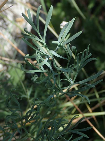 Seseli osseum \ Meergrner Bergfenchel, Knochenharter Bergfenchel / Bony Seseli, A Hainburg 8.7.2023