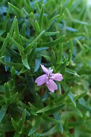 Silene exscapa \ Kiesel-Polsternelke, Silikat-Polsternelke / Moss Campion, A Bad Gastein 29.6.2025