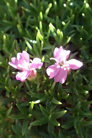 Silene exscapa \ Kiesel-Polsternelke, Silikat-Polsternelke / Moss Campion, A Bad Gastein 29.6.2025