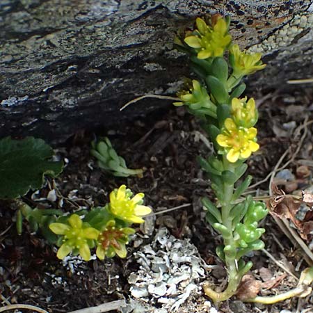 Sedum alpestre \ Alpen-Mauerpfeffer / Alpine Stonecrop, A Kolm Saigurn 2.7.2025