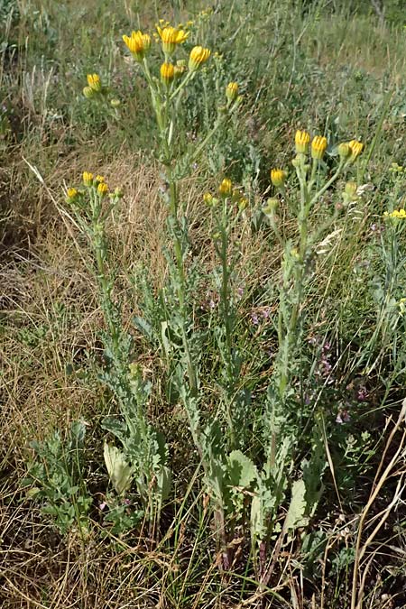 Senecio erraticus \ Spreizendes Greiskraut / Eastern Marsh Ragwort, A Krems 11.6.2026