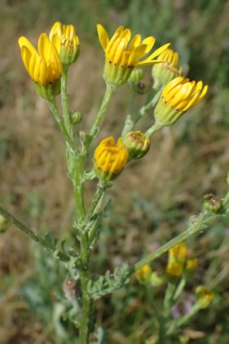 Senecio erraticus \ Spreizendes Greiskraut / Eastern Marsh Ragwort, A Krems 11.6.2026