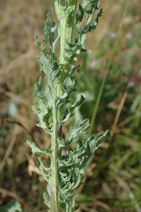 Senecio erraticus \ Spreizendes Greiskraut / Eastern Marsh Ragwort, A Krems 11.6.2026