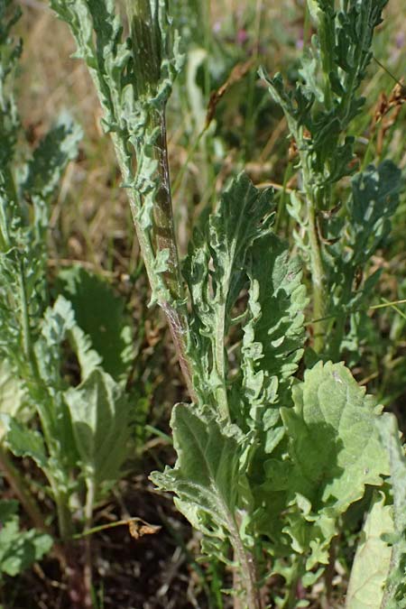 Senecio erraticus \ Spreizendes Greiskraut / Eastern Marsh Ragwort, A Krems 11.6.2026