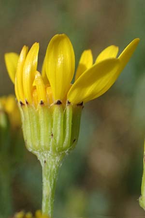 Senecio erraticus \ Spreizendes Greiskraut / Eastern Marsh Ragwort, A Krems 11.6.2026