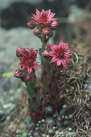 Sempervivum arachnoideum \ Spinnweb-Hauswurz / Cobweb House-Leek, A Ost-Tirol Innervillgraten 3.8.2004
