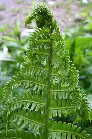 Matteuccia struthiopteris \ Strau-Farn / Ostrich Fern, A Turrach 8.6.2008