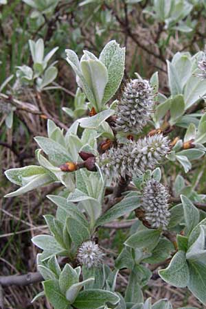Salix glaucosericea \ Seiden-Weide / Silky Willow, A Malta - Tal / Valley 7.6.2008