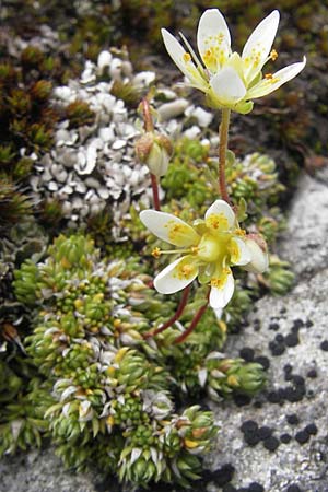 Saxifraga bryoides \ Moos-Steinbrech / Mossy Saxifrage, A Malta - Tal / Valley 19.7.2010