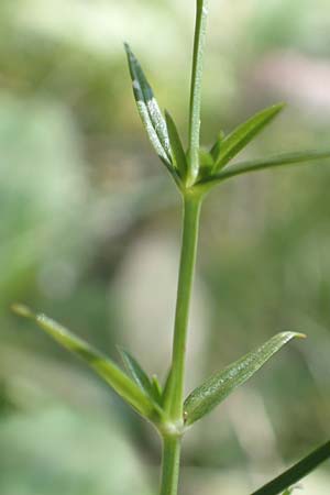 Stellaria graminea \ Gras-Sternmiere / Lesser Stitchwort, A Kärnten/Carinthia, Petzen 8.8.2016