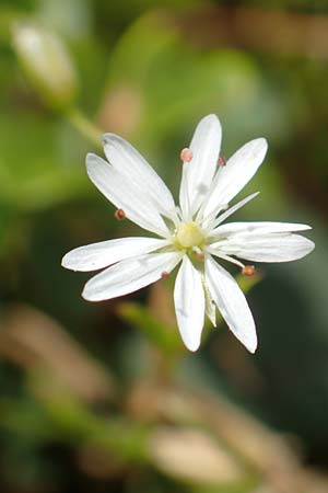Stellaria graminea \ Gras-Sternmiere / Lesser Stitchwort, A Kärnten/Carinthia, Koralpe 9.8.2016