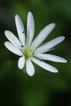 Stellaria graminea \ Gras-Sternmiere / Lesser Stitchwort, A Ingeringsee 27.7.2021