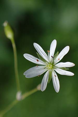 Stellaria graminea \ Gras-Sternmiere / Lesser Stitchwort, A Ingeringsee 27.7.2021