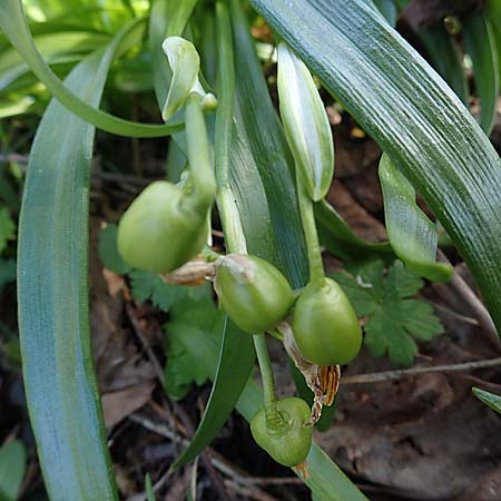 Galanthus nivalis \ Echtes Schneeglckchen / Snowdrop, A Kärnten/Carinthia, St. Paul im Lavanttal 4.4.2023