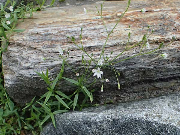 Stellaria graminea \ Gras-Sternmiere / Lesser Stitchwort, A Felbertal, Hintersee 4.7.2025