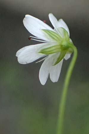 Stellaria graminea \ Gras-Sternmiere / Lesser Stitchwort, A Felbertal, Hintersee 4.7.2025