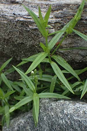 Stellaria graminea \ Gras-Sternmiere / Lesser Stitchwort, A Felbertal, Hintersee 4.7.2025